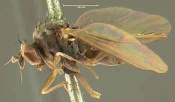 Media type: image;   Entomology 13019 Aspect: habitus lateral view